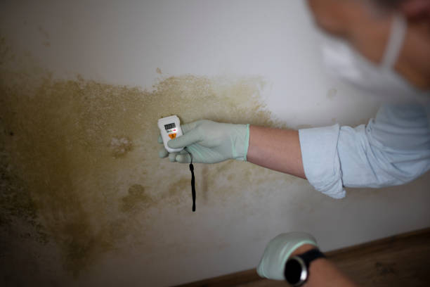 Mold Removal and Inspection in Crystal Falls, MI